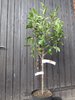 Kinderapfelbaum  3-Sortenbaum