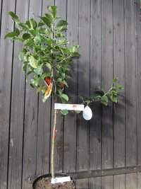 Kinderapfelbaum   4-Sortenbaum