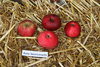 Apfel 'Rote Sternrenette'