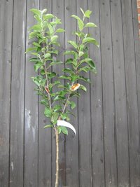 Apfel Familienbaum 4-Sorten (S3)